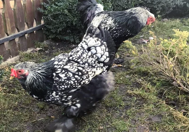 Інкубаційне яйце. Курчата - фото № 8