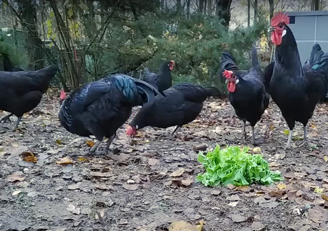 Інкубаційне яйце. Курчата - фото № 1