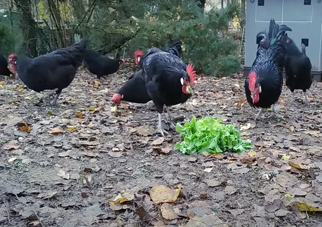 Інкубаційне яйце. Курчата - фото № 2