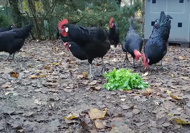 Інкубаційне яйце. Курчата - фото № 3