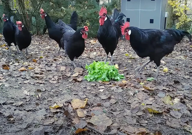 Інкубаційне яйце. Курчата - фото № 4