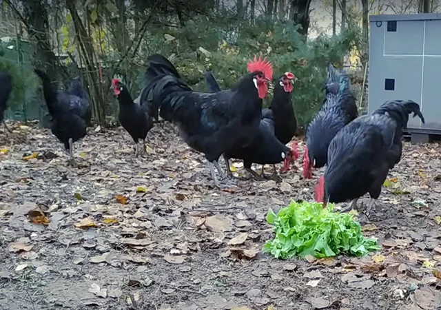 Інкубаційне яйце. Курчата - фото № 5