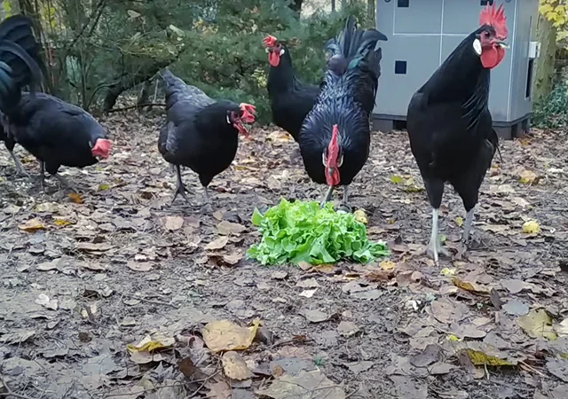 Інкубаційне яйце. Курчата - фото № 6