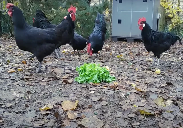 Інкубаційне яйце. Курчата - фото № 7