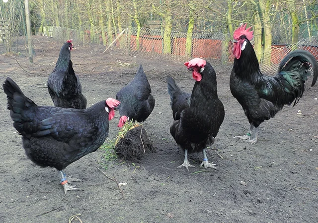 Інкубаційне яйце. Курчата - фото № 8