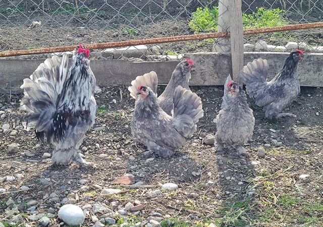 Інкубаційне яйце. Курчата - фото № 1