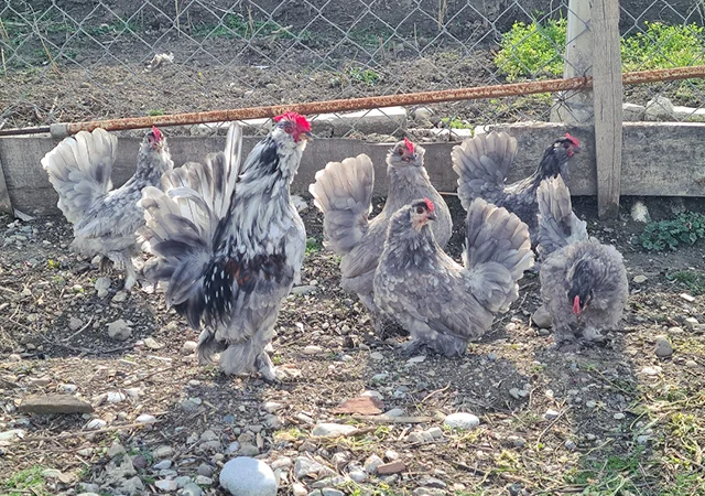 Інкубаційне яйце. Курчата - фото № 2