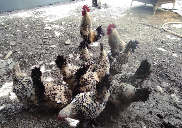 Інкубаційне яйце. Курчата - фото № 3