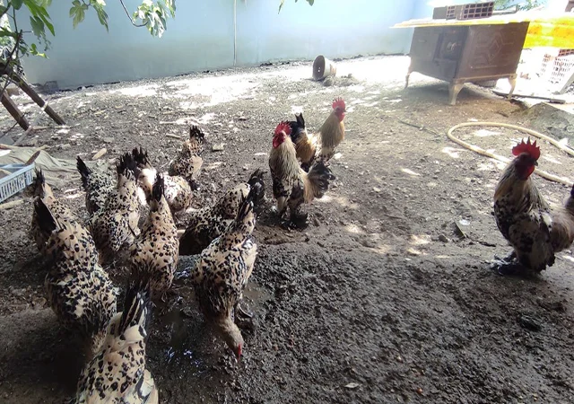 Інкубаційне яйце. Курчата - фото № 4