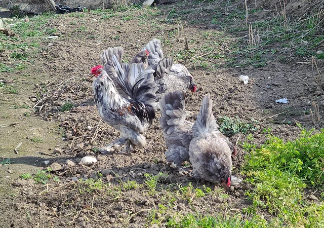 Інкубаційне яйце. Курчата - фото № 5