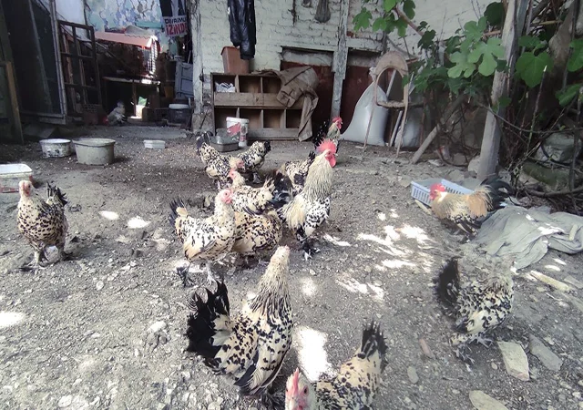 Інкубаційне яйце. Курчата - фото № 6