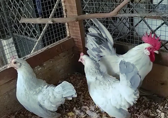 Інкубаційне яйце. Курчата - фото № 7