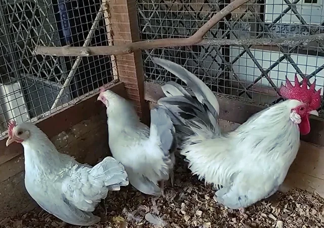 Інкубаційне яйце. Курчата - фото № 8