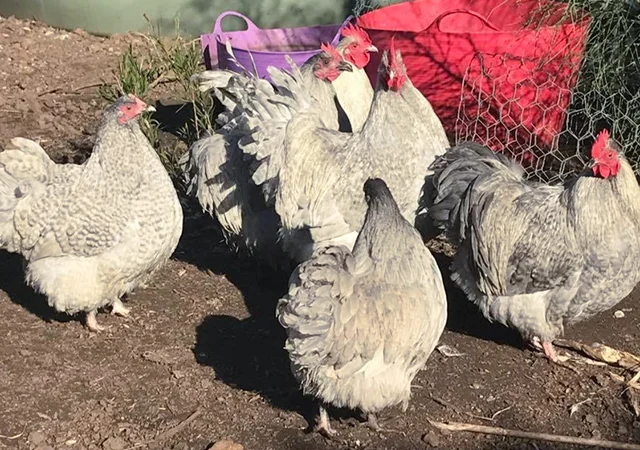 Інкубаційне яйце. Курчата - фото № 1