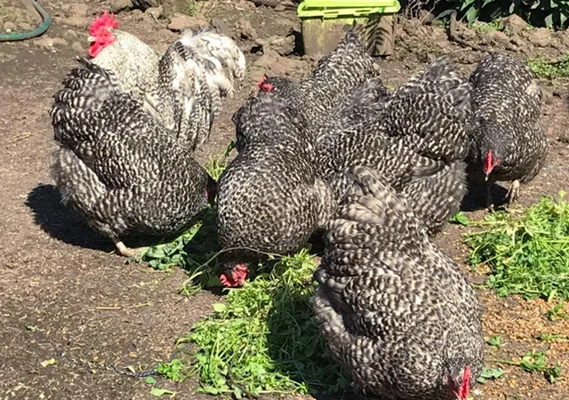 Інкубаційне яйце. Курчата - фото № 2