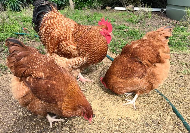 Інкубаційне яйце. Курчата - фото № 4