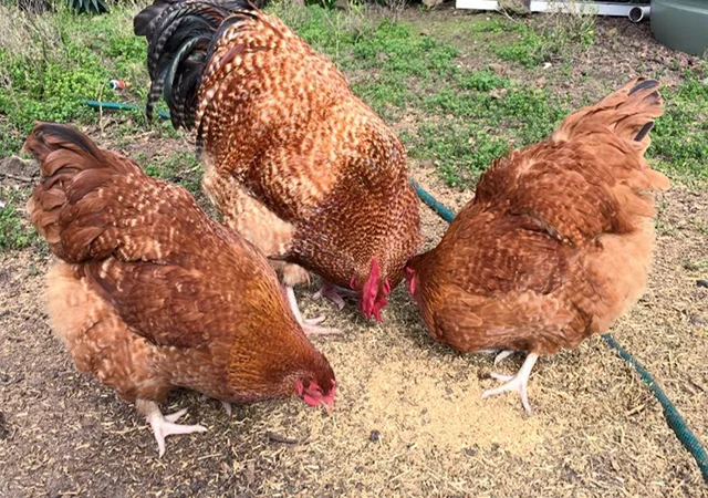 Інкубаційне яйце. Курчата - фото № 5