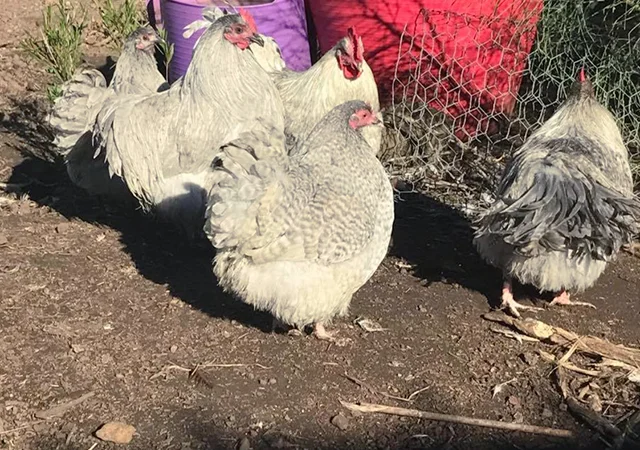 Інкубаційне яйце. Курчата - фото № 6