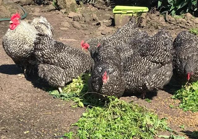 Інкубаційне яйце. Курчата - фото № 7