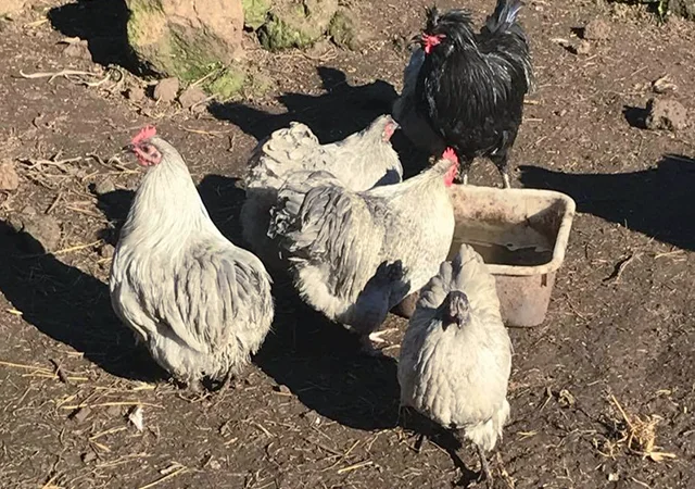 Інкубаційне яйце. Курчата - фото № 8