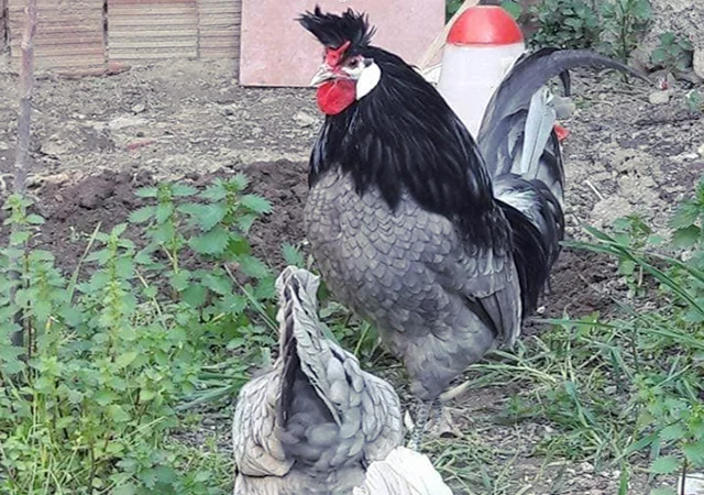 Інкубаційне яйце. Курчата - фото № 1