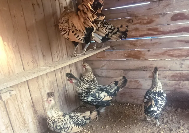 Інкубаційне яйце. Курчата - фото № 2