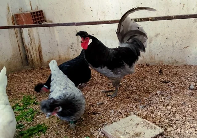 Інкубаційне яйце. Курчата - фото № 3