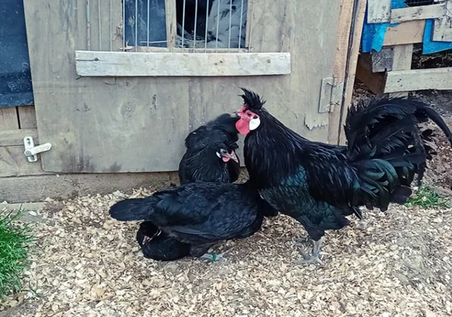 Інкубаційне яйце. Курчата - фото № 4