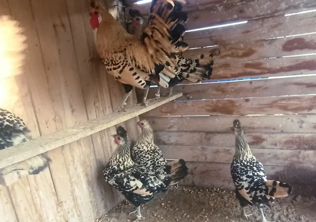 Інкубаційне яйце. Курчата - фото № 5