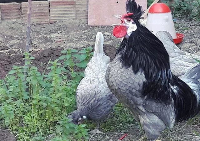 Інкубаційне яйце. Курчата - фото № 6