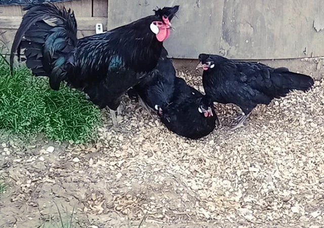 Інкубаційне яйце. Курчата - фото № 8