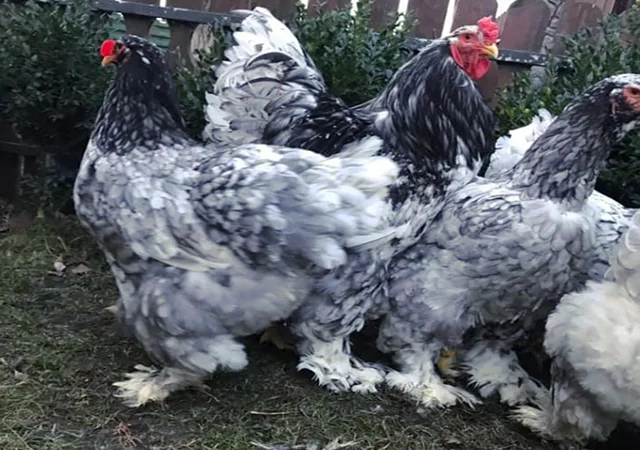 Інкубаційне яйце. Курчата - фото № 1