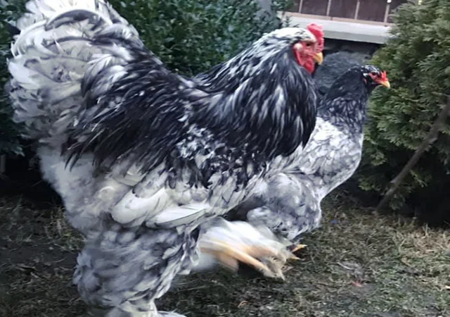 Інкубаційне яйце. Курчата - фото № 2