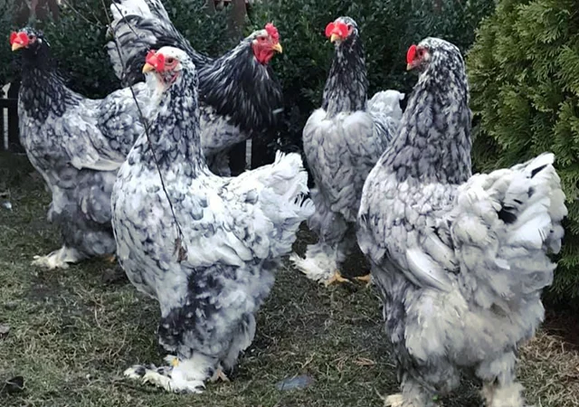 Інкубаційне яйце. Курчата - фото № 3