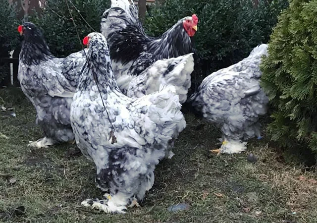 Інкубаційне яйце. Курчата - фото № 4