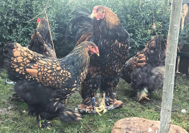 Інкубаційне яйце. Курчата - фото № 6