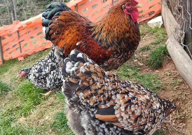 Інкубаційне яйце. Курчата - фото № 1