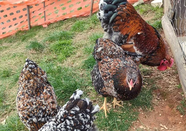 Інкубаційне яйце. Курчата - фото № 2