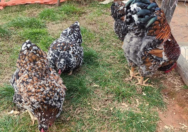 Інкубаційне яйце. Курчата - фото № 3