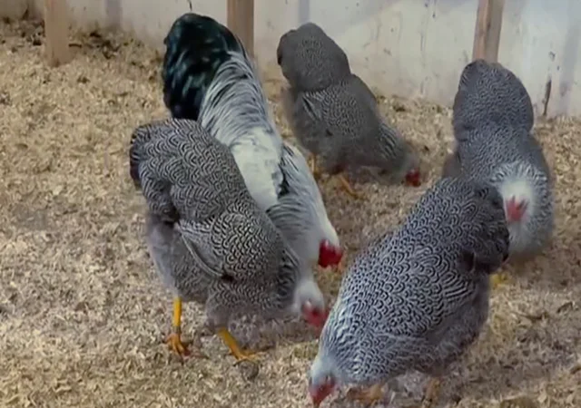 Інкубаційне яйце. Курчата - фото № 4