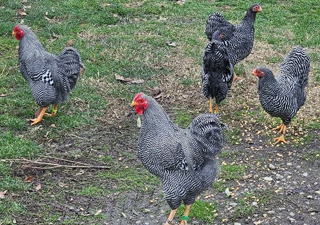 Інкубаційне яйце. Курчата - фото № 5