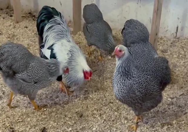 Інкубаційне яйце. Курчата - фото № 6