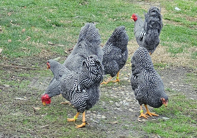 Інкубаційне яйце. Курчата - фото № 7