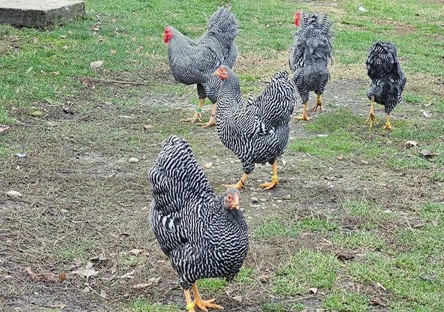 Інкубаційне яйце. Курчата - фото № 8