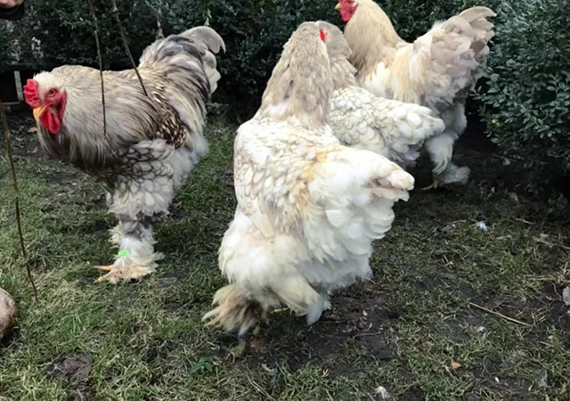 Інкубаційне яйце. Курчата - фото № 1