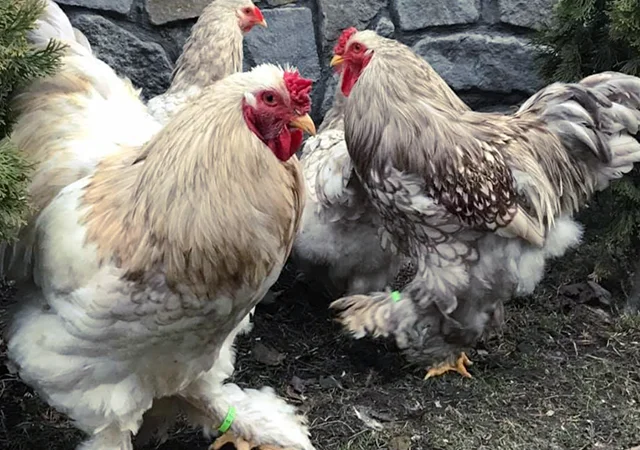 Інкубаційне яйце. Курчата - фото № 2