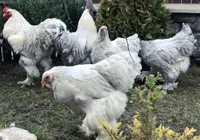 Інкубаційне яйце. Курчата - фото № 3