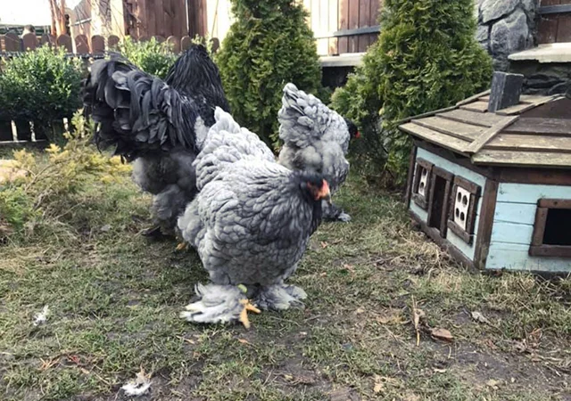 Інкубаційне яйце. Курчата - фото № 4