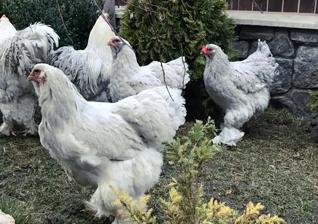 Інкубаційне яйце. Курчата - фото № 5