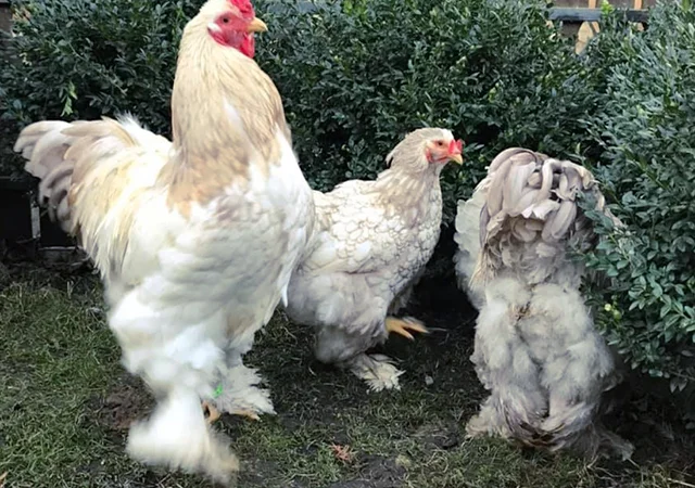 Інкубаційне яйце. Курчата - фото № 6